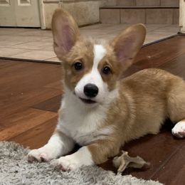 Collies, Pembroke Welsh Corgis, and Shih Tzus from M&J Country Kennels