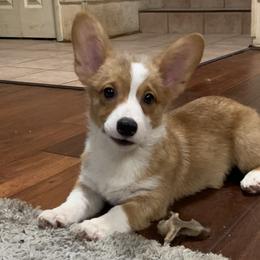 Collies, Pembroke Welsh Corgis, and Shih Tzus from M&J Country Kennels