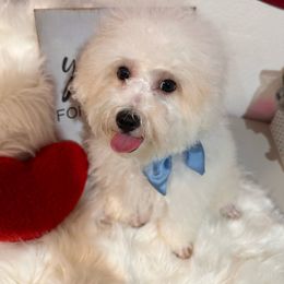 Marshmallow - White Maltipoo puppy in Apple Valley, California from Boujeepups