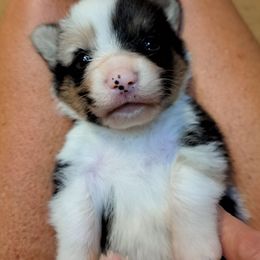 Shooter Jennings - Blue male Pembroke Welsh Corgi puppy in Kansas from Lindsey Martin