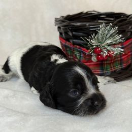 Blizen - Black and white male Cockapoo puppy in Bronson, Florida from Tabler Family Puppies