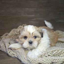 Wynona - Brindle and white female Shih Tzu puppy in Mountain Grove, Missouri from Precious Puppies