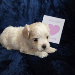 Pink Girl - White female Maltipoo puppy in Sahuarita, Arizona from Cowgirl's Legacy Maltipoos