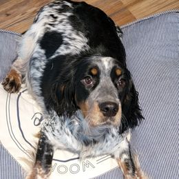 Lakyn - English Springer Spaniel