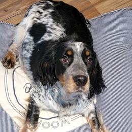 Lakyn - English Springer Spaniel