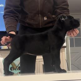 Purple Collar - Black female Cane Corso puppy in Fairfield, California from Royal Class Kennels