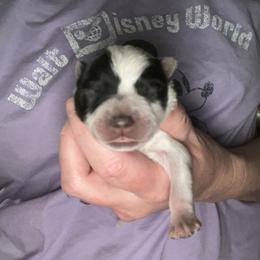 Girl 3 - Blue female Australian Cattle Dog puppy in Irvington, Kentucky from Dry Valley’s Australian Cattle Dogs