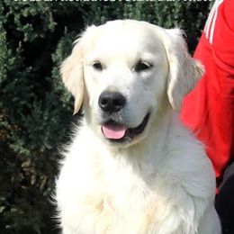 Fabio - Golden Retriever