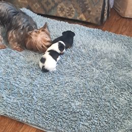 Yorkshire Terrier Puppies from Jackie's Yorkies