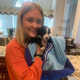 Sheepadoodle Puppies from Narrow Path Puppies