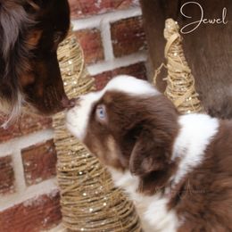 Australian Shepherd, Miniature Australian Shepherd, and Toy Australian Shepherd Puppies from TK Standard, Mini, & Toy Aussies