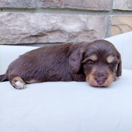 Nikki - Chocolate and tan female Dachshund puppy in Richmond, Virginia from Irresistible Dachshunds & Cavaliers