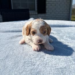 Amaya - Parti female Goldendoodle puppy in Estesburg, Kentucky from Wet Goldendoodle Kisses