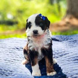 Wren - Tri-color female Bernedoodle puppy in Russell Springs, Kentucky from 270 Doodles