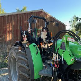 Bernese Mountain Dog All Grown Up from Black Forest Bernese