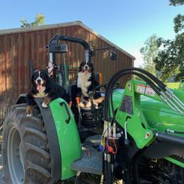 Bernese Mountain Dog All Grown Up from Black Forest Bernese