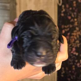 Purple Collar - Black brindle female Cane Corso puppy in St. Augustine, Florida from RG2 Cane Corsos