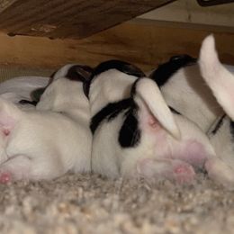 "Tallulah & Zeke’s first litter all 4 boys 😊" Papillon Puppies from Furever Barks & Purrs