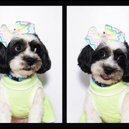 Cockapoo, Goldendoodle, and Shihpoo Puppies from Boutique Doodles