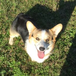 Gambler - Pembroke Welsh Corgi