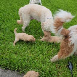 Goldendoodle Puppies from Costa's Curly Canines