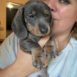 AKC Thumper - Dapple male Dachshund puppy in Erie, Michigan from Champagne’s Grinch Toe’d Dachshunds
