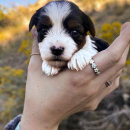 Milly - female Biewer Terrier puppy in Mapleton, Utah from Biewer Bliss Kennel