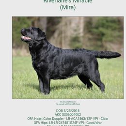 Mira - Labrador Retriever