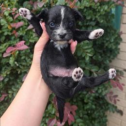 Jupiter - Black and gold male Yorkshire Terrier puppy in Lakeland, Florida from You Me & The Yorkies