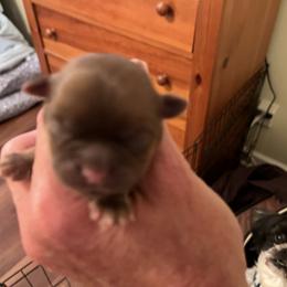 Boy 1 - Shih Tzu puppy in Buffalo, New York from Irish Eyes ShihTzu