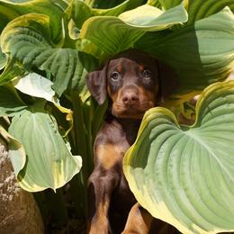 Doberman Pinscher Puppies from Laurel Vail