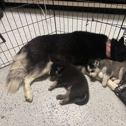 Siberian Husky Puppies from KD Husky Family