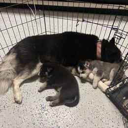Siberian Husky Puppies from KD Husky Family