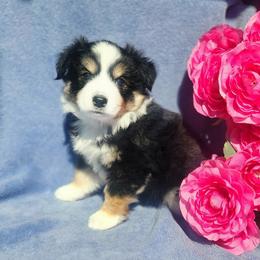 Louise - Black tri female Miniature Australian Shepherd puppy in Sandown, New Hampshire from Ashby Lou Aussies