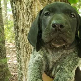 German Shorthaired Pointers from Saluda River Kennels, LLC