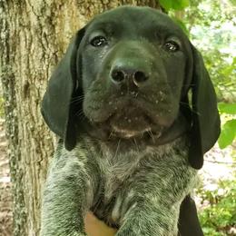German Shorthaired Pointers from Saluda River Kennels, LLC