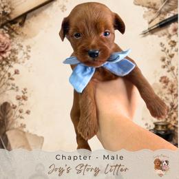 Chapter - Red  male Goldendoodle puppy in Norcross, Georgia from Teddy Puppies