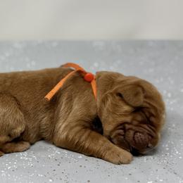 Doris - Caramel female Australian Labradoodle puppy in Sacramento, California from Little Farmstead Labradoodles