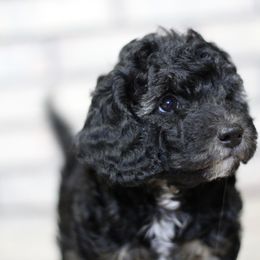 Taffy - Black tri-color female Aussiedoodle puppy in Nephi, Utah from Peachydoodlepups