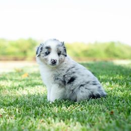 Frenchy - Blue merle female Australian Shepherd puppy in Campbell, Texas from RD Ranch