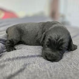Female 7 - Black female Giant Schnauzer puppy in Mcneal, Arizona from Olympian Giant Schnauzers and Westie’s!