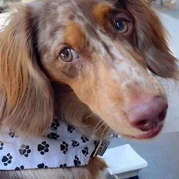 Dachshunds from Heavenly Doxies