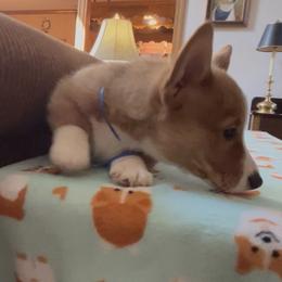 Princess Lilibet - Red female Pembroke Welsh Corgi puppy in Parsons, Tennessee from Classy Country Corgis
