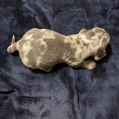 Dachshund Puppies from Monicas Mini Dachshunds