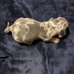 Dachshund Puppies from Monicas Mini Dachshunds