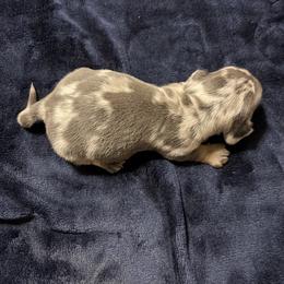 Dachshund Puppies from Monicas Mini Dachshunds
