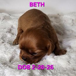 AKC BETH - Ruby female Cavalier King Charles Spaniel puppy in Joplin, Missouri, Missouri from HOL-A-DA CAVALIERS