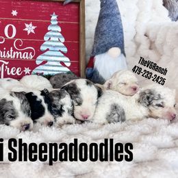 Girl 2 - Merle female Sheepadoodle puppy in Sulphur Bluff, Texas from V6 Ranch Dogs