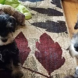 Miniature Schnauzers from Circle Lawn Kennel