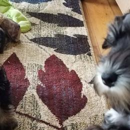 Miniature Schnauzers from Circle Lawn Kennel